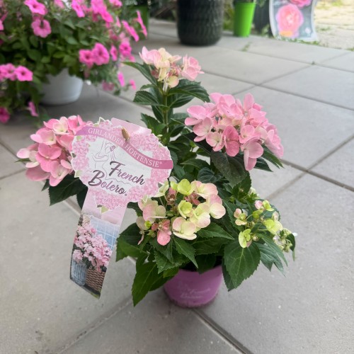 Hortensja hybrydowa French Bolero Pink 1L