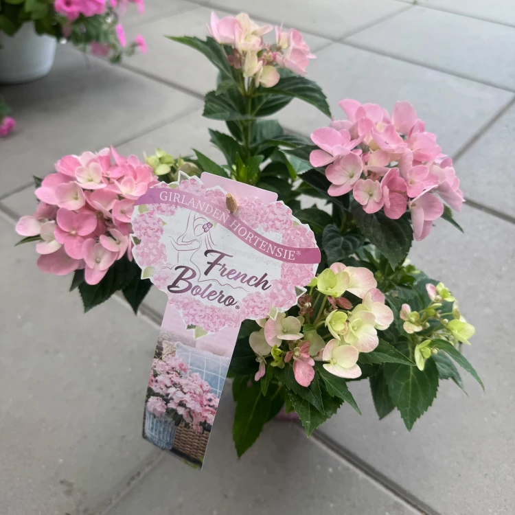 Hortensja hybrydowa French Bolero Pink 1L