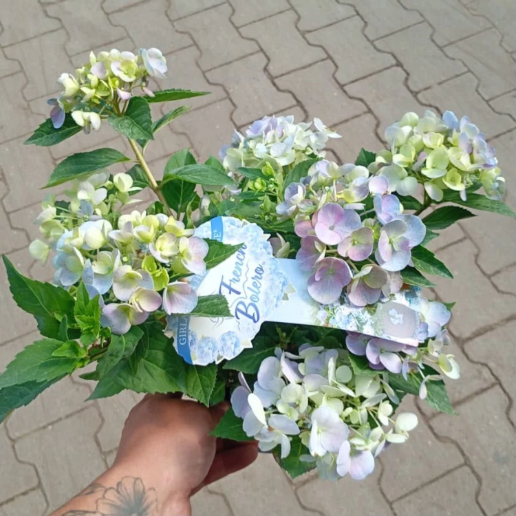 Hortensja hybrydowa French Bolero Blue 1L