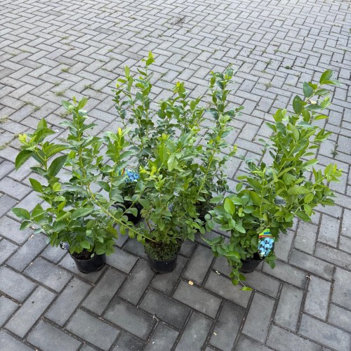 Pakiet 6 szt. borówek amerykańskich 2L – 3 najlepsze odmiany