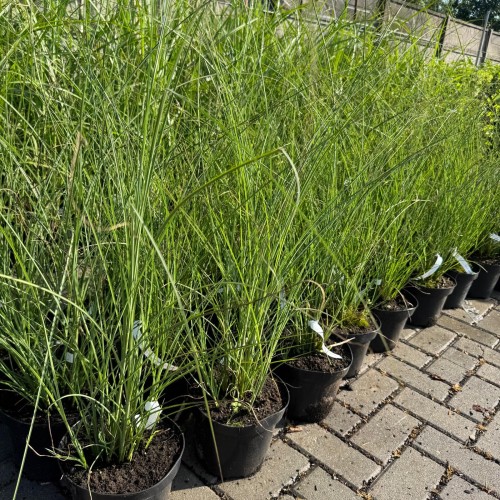 Miskant chiński Gracillimus 3L