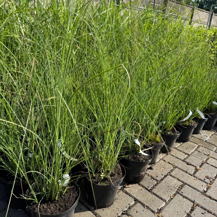 Miskant chiński Gracillimus 3L
