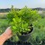 Berberys Thunberga 2L