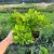 Berberys Thunberga 2L