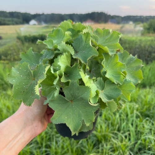 Przywrotnik ostroklapowy Auslese 2L