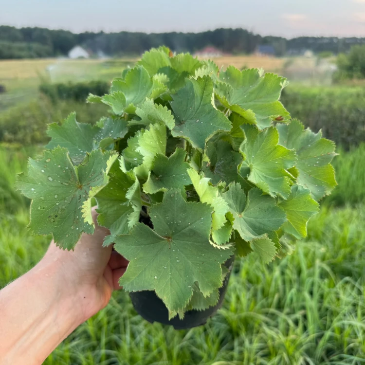 Przywrotnik ostroklapowy Auslese 2L