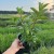 Hortensja bukietowa Living Little Blossom 2L