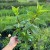 Hortensja bukietowa Living Little Blossom 2L