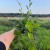 Actinidia Issai 2L