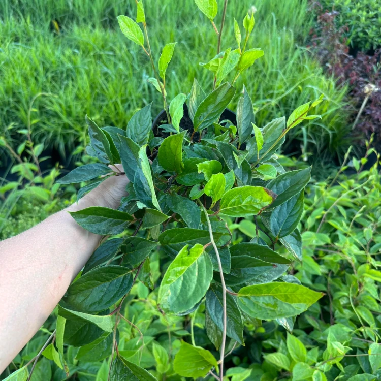 Actinidia Issai 2L