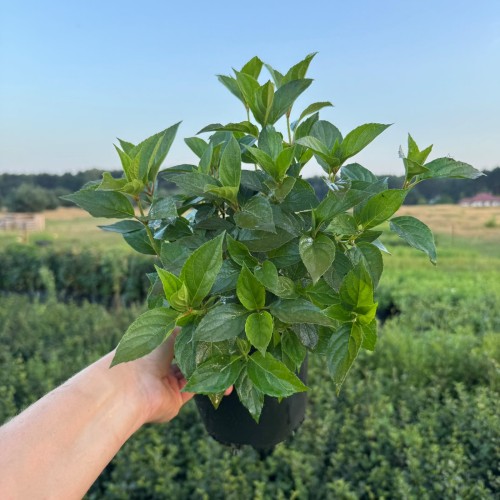 Hortensja bukietowa Magical Mont Blanc 2L
