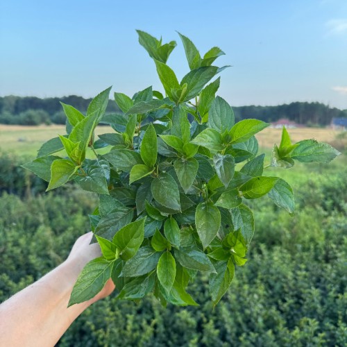 Hortensja bukietowa Magical Mont Blanc 2L