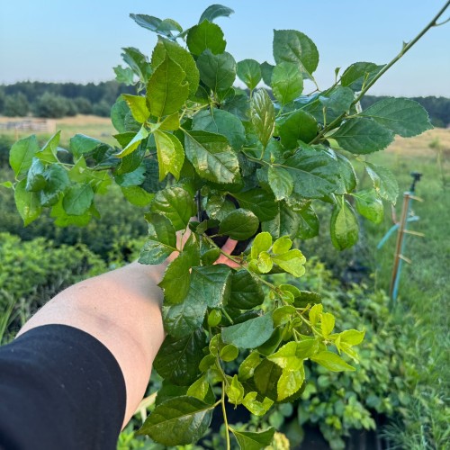 Hortensja pnąca 2L