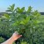 Hortensja bukietowa Living Summer Snow 2L