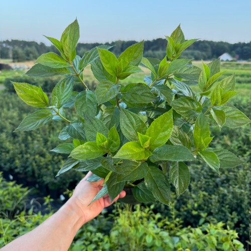 Hortensja bukietowa Living Summer Snow 2L