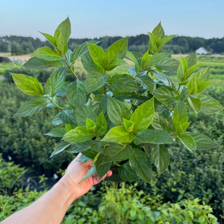 Hortensja bukietowa Living Summer Snow 2L