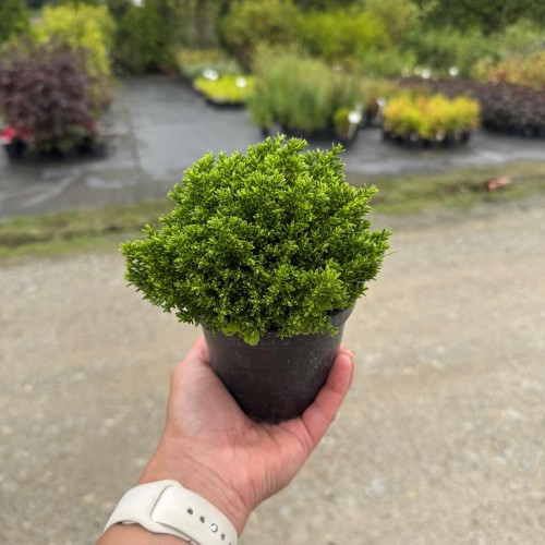 Hebe Green Globe 0,5L