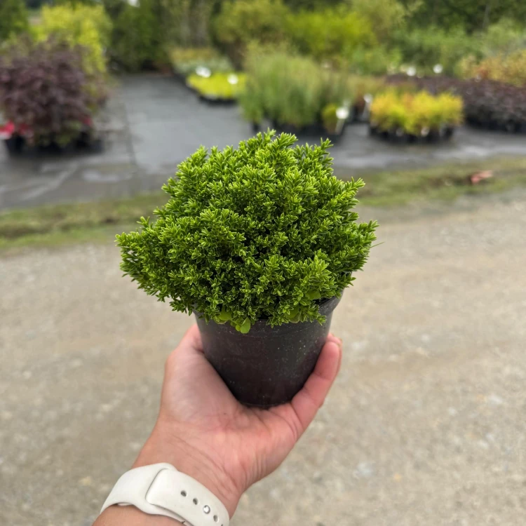 Hebe Green Globe 0,5L