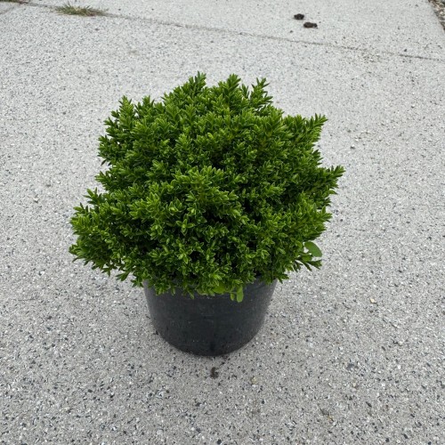 Hebe Green Globe 0,5L