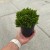Hebe Green Globe 0,5L