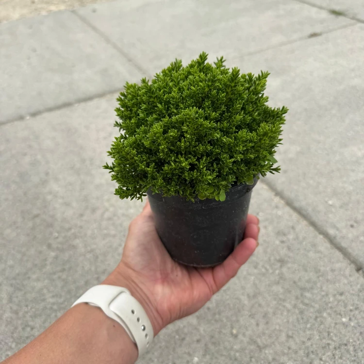 Hebe Green Globe 0,5L