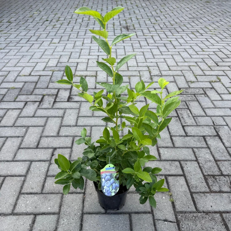 Borówka amerykańska Goldtraube 2L