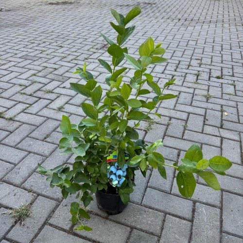 Borówka amerykańska Bluejay 2L