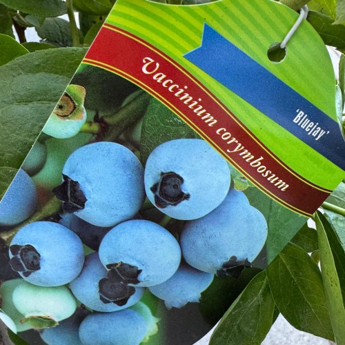 Borówka amerykańska Bluejay 2L