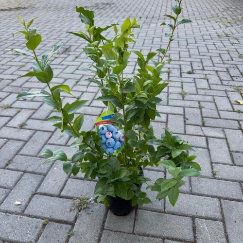 Borówka amerykańska Bluecrop 2L