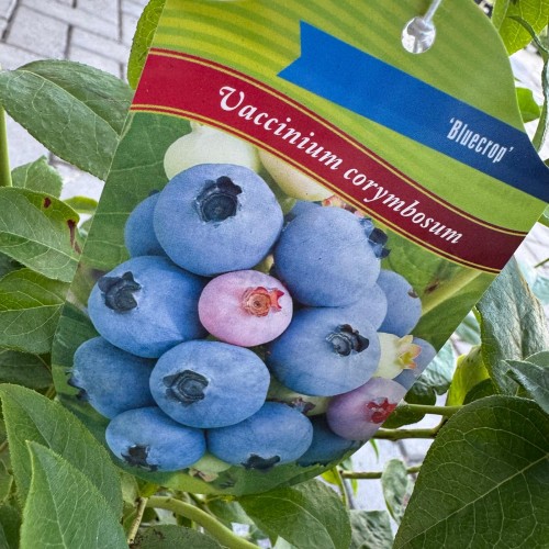 Borówka amerykańska Bluecrop 2L