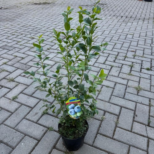 Borówka amerykańska Chandler 2L