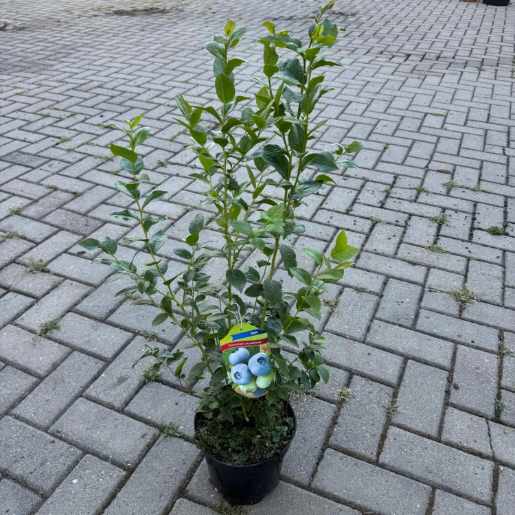 Borówka amerykańska Chandler 2L