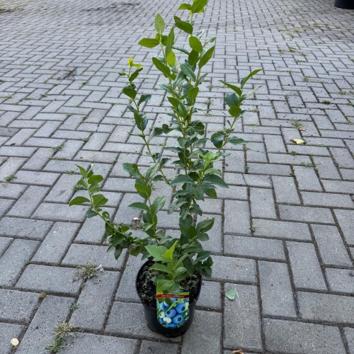 Borówka amerykańska Patriot 2L