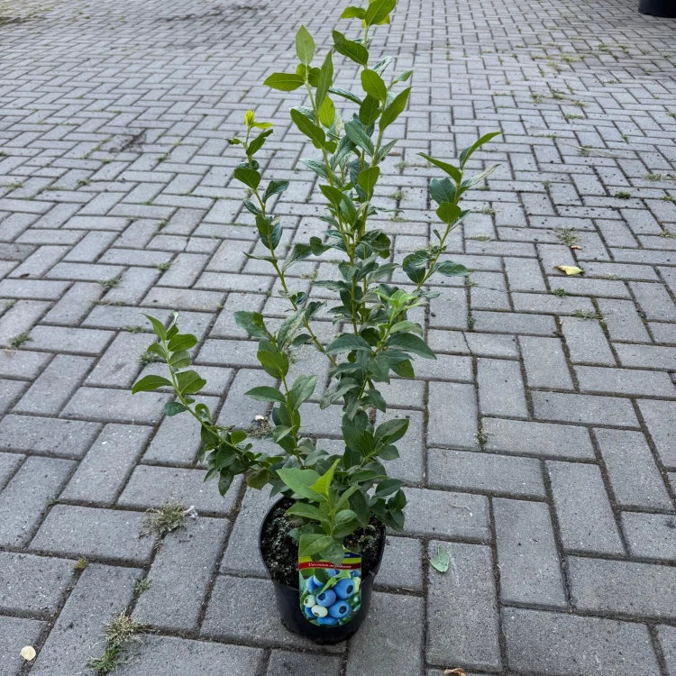 Borówka amerykańska Patriot 2L