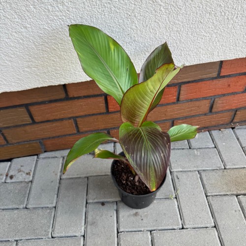 Bananowiec Maurelli C2