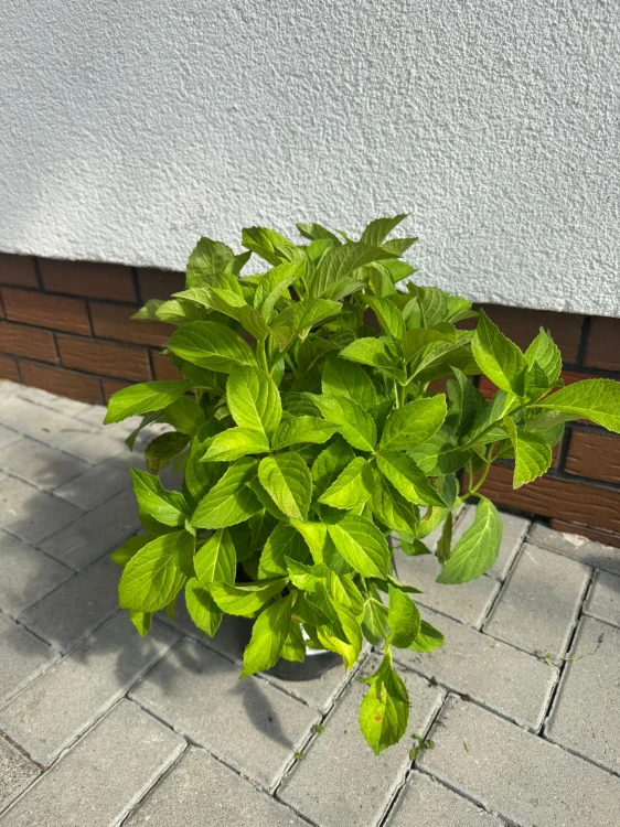 Hortensja ogrodowa Madame Emile Mouillere 3L