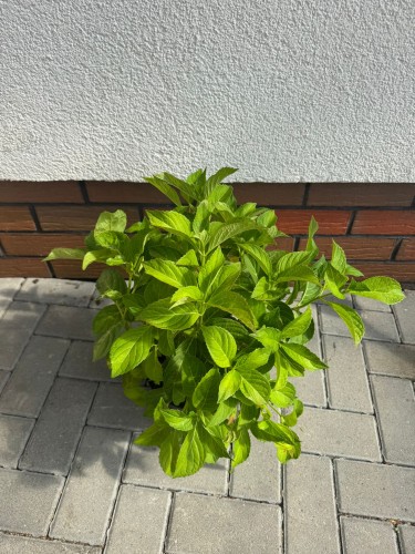 Hortensja ogrodowa Madame Emile Mouillere 3L