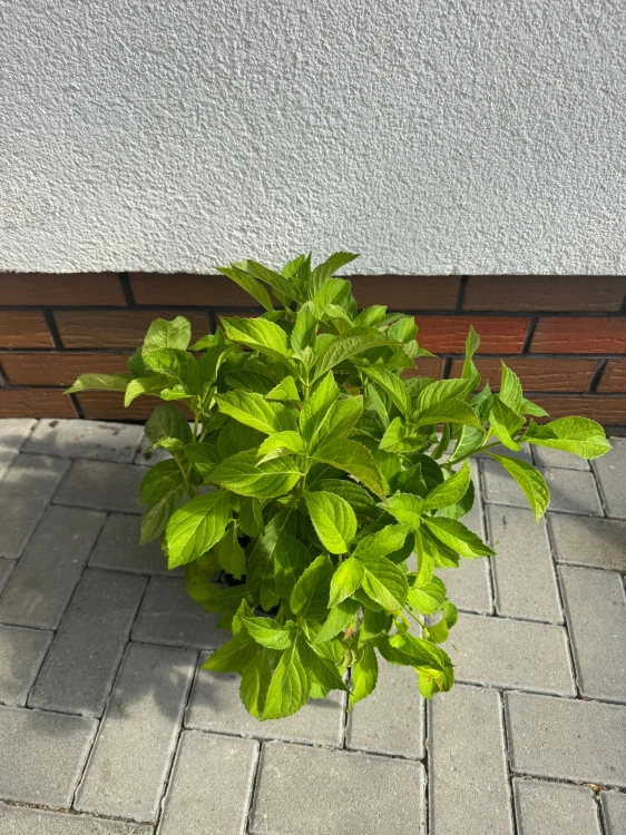 Hortensja ogrodowa Madame Emile Mouillere 3L